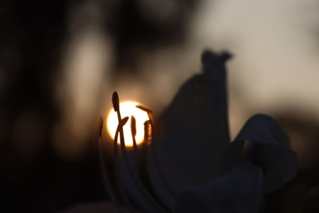 Eleganter Holzsarg in ruhiger Umgebung mit Kerzenlicht und weißen Blumen