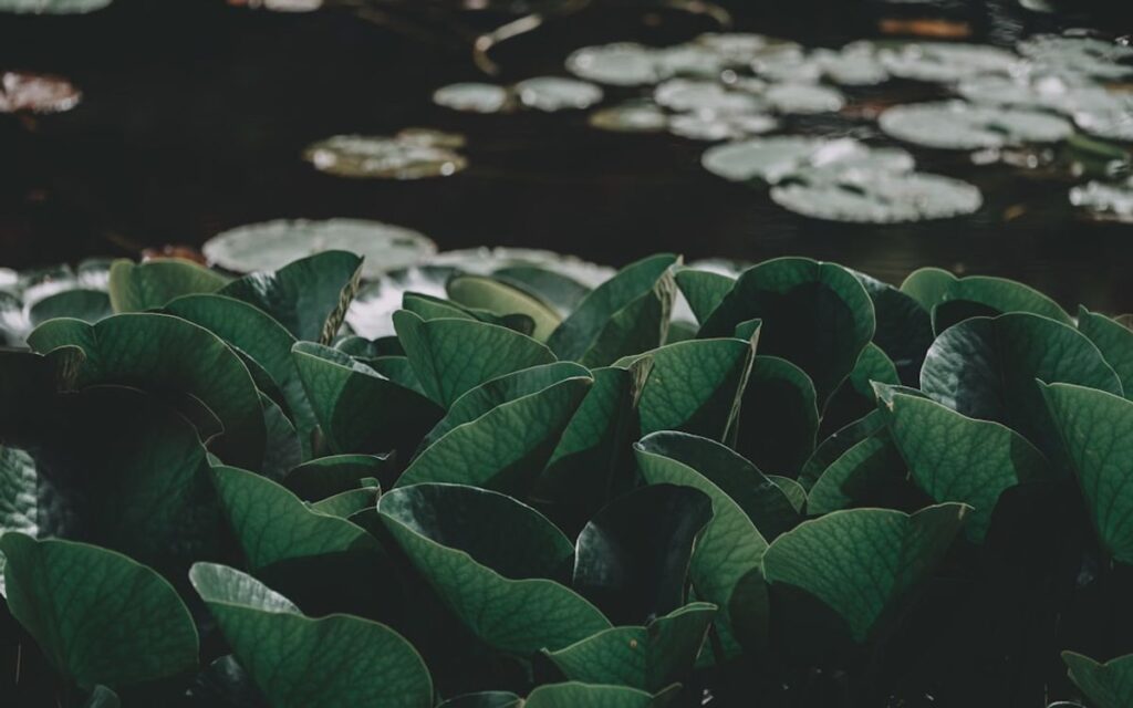 Eine einzelne weiße Lilie auf dunkler Erde mit verstreuten Blättern