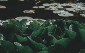 Eine einzelne weiße Lilie auf dunkler Erde mit verstreuten Blättern