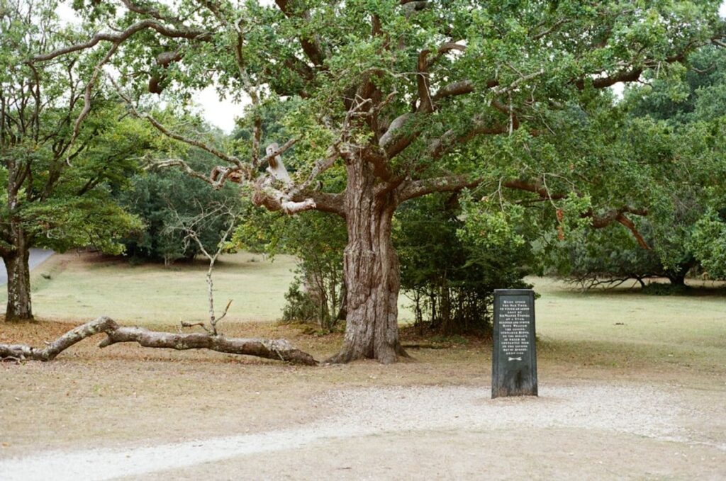 Ein ruhiger Wald mit einer kleinen Holzplakette am Baum als Gedenkstätte